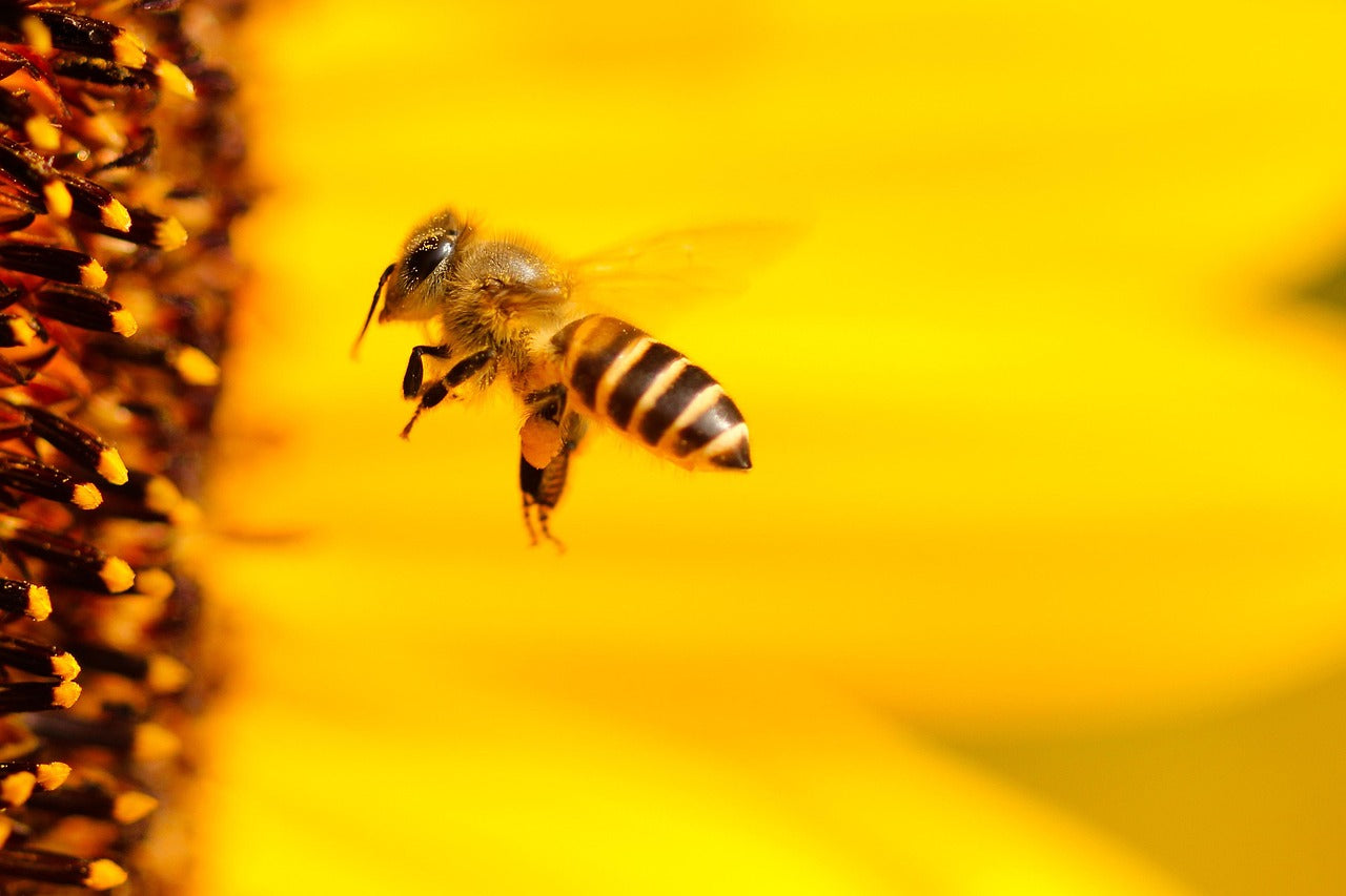 Kleine Bienenpatenschaft